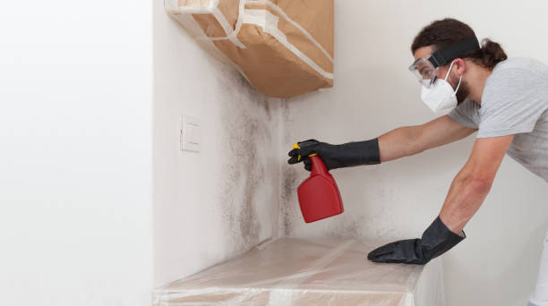 Professional Attic Mold Removal technician working in Zarephath, NJ