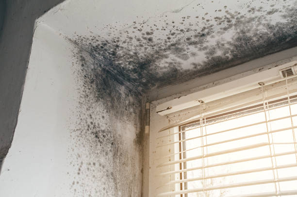 Trusted Commercial Mold Remediation service in Zarephath, NJ - Cheap Mold Removal