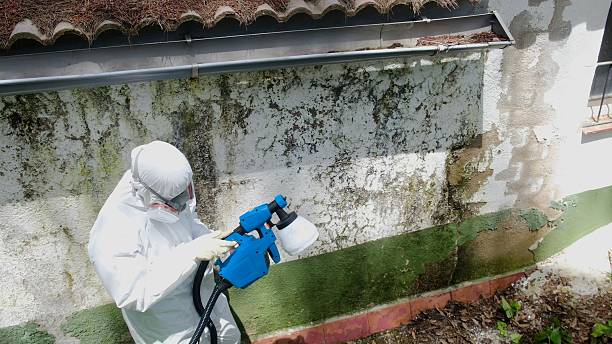 Trusted Attic Mold Removal service in Zarephath, NJ - Cheap Mold Removal